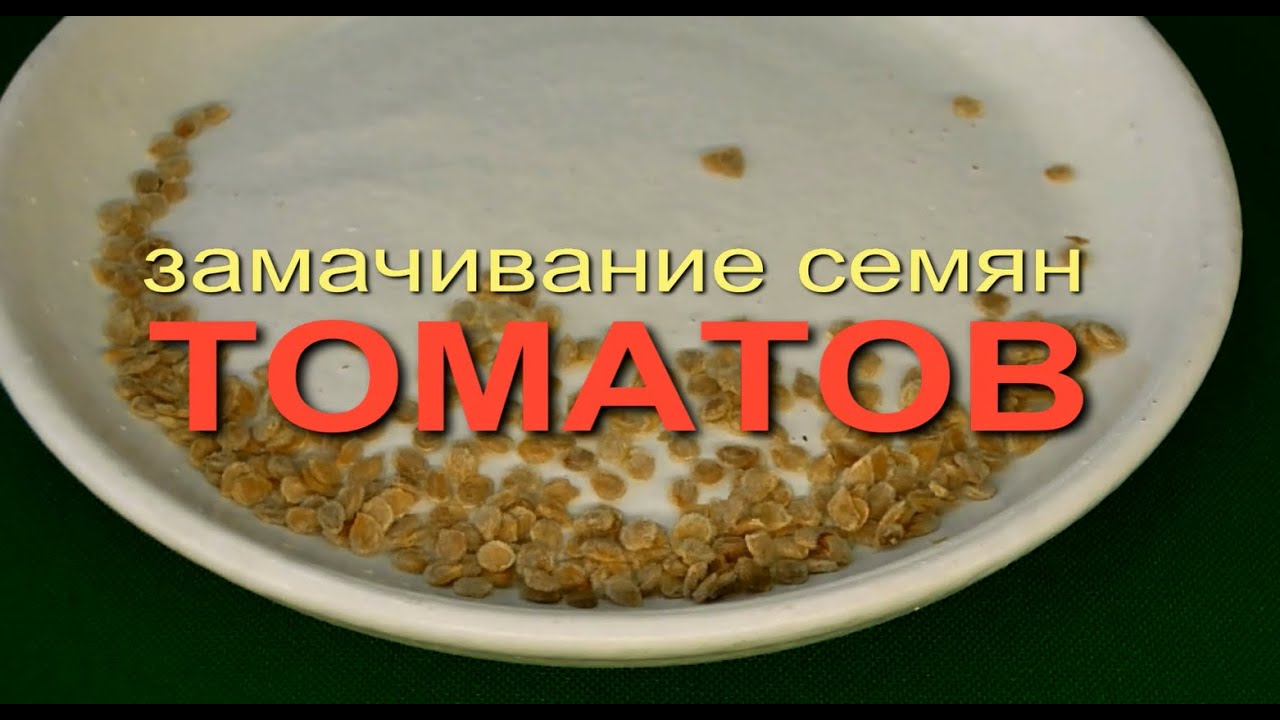 Замачивание семян томатов. Три проверенных способа! Советы от зеленого огорода. Зеленый Огород