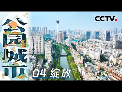 《公园城市》04 绽放：文翁石室是中国最早的官办学校 两千多年未变校址 缔造了中国教育史乃至世界教育史上的奇迹【CCTV纪录】