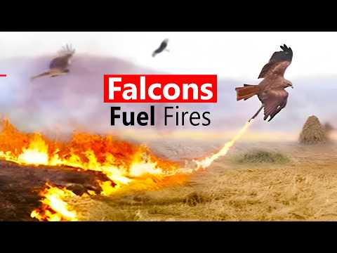 ufos caught on camera & falcons Breathing Fire in California