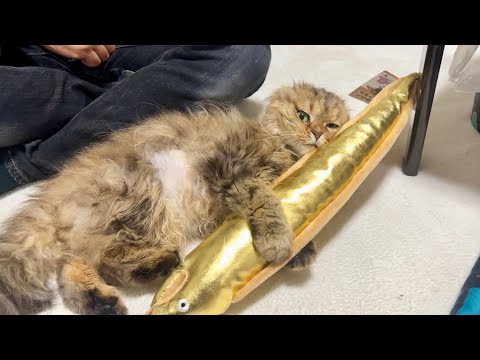 猫に金ピカの宝物を献上したら喜びのあまりこうなりました