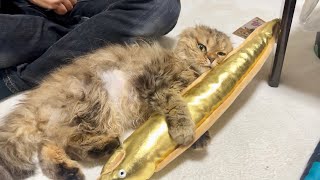 猫に金ピカの宝物を献上したら喜びのあまりこうなりました