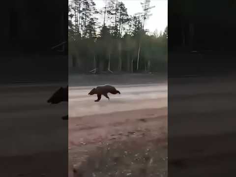 Grizzlies can RUN.. FAST 👀 #bear #survival #outdoors #wildlife #natureismetal #shtfsurvival #shtf