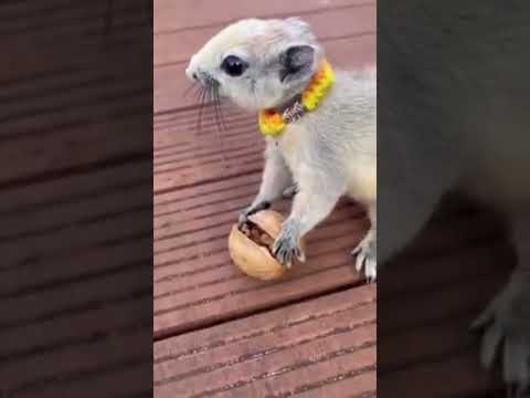 Great sight for this squirrel