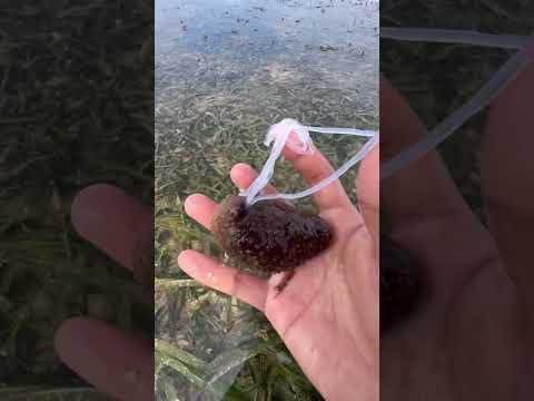Kondisi rumah laut saat air laut surut