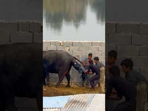 شنو تتوقعون المولود عايش او ميت بسبب المرض 🦠