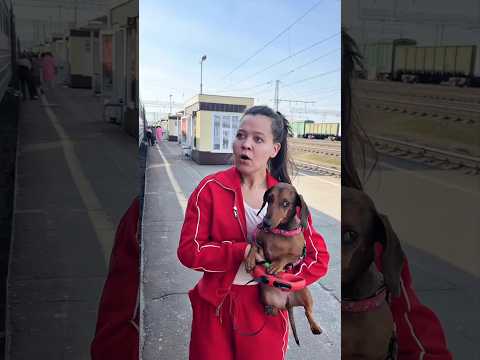 Dogs are not allowed in the train 🚂😱 #shorts #youtubeshorts #trending