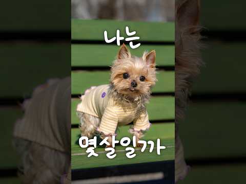 최강 동안 강아지