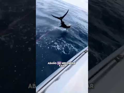 Gaet ikan marlin yang sedang berenang #bedasuara #viralvideo #fishing #tuna #shark #fish #tunafish