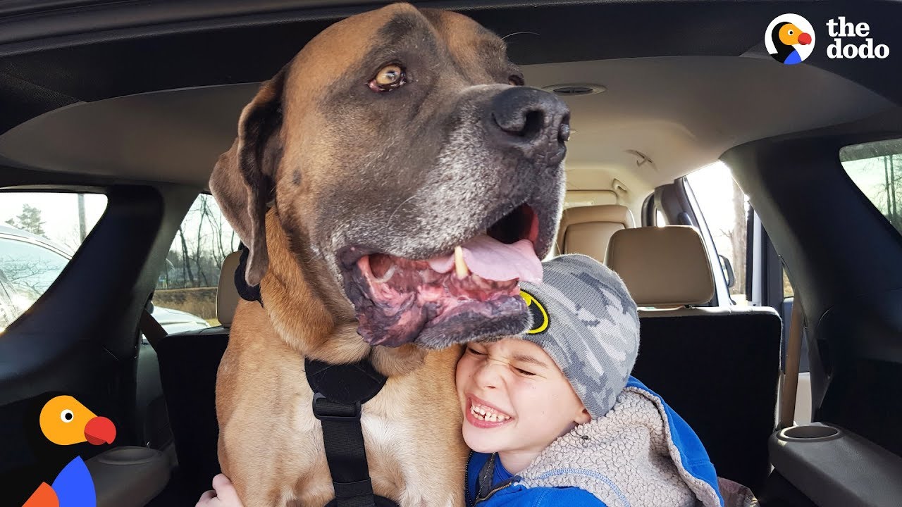 HUGE Dog Learns To Walk Again So He Can Be With His Favorite Boy - GRIZZY