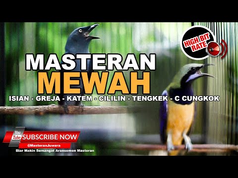 🔴Masteran Mewah Full Isian Greja Katem Cililin Srigunting Abu Abu Gacor Vs Cucak Cungkok Gacor❗️