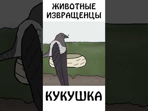 Кукушка Яжмать #кукушка #яжмать #животные #авызналиэто #шортс #академияброкколи #птицы