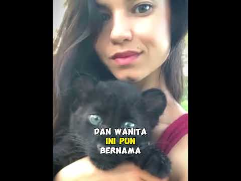 Dikira Anak kucing Ternyata Wanita Ini Merawat Anak Macan Kumbang @Lunathepantera #rescue #macan