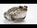 Ancient Environments and Amphibians