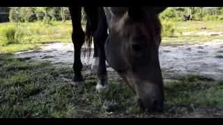 Playing with the Ponies ♞♘