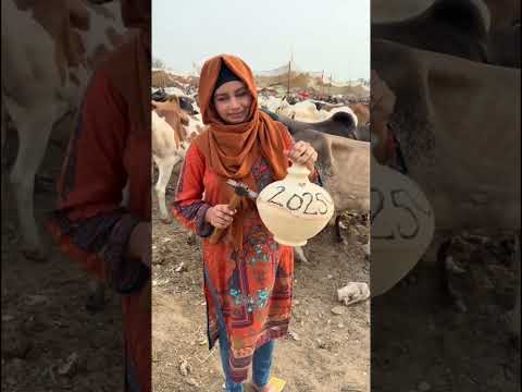 Sunnat hai Ibrahimi #eiduladha2023 #cow #qurbanvlogs #madina #makkah #eiduladha2025 #eid