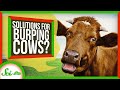 Climate Change and Cows: Understanding Methane Emissions