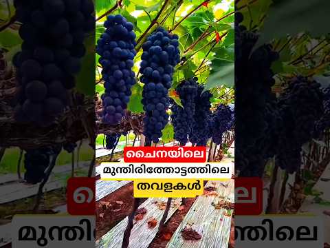 മുന്തിരിത്തോട്ടങ്ങളിൽ തവളകളെ വളർത്തുന്നു #shortsvideo #grapefarm #frog