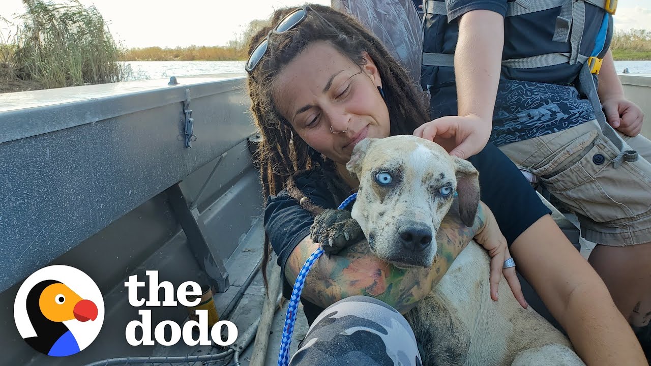 Dog Stranded On Island Melts Into Her Rescuer's Arms Adopt Me!