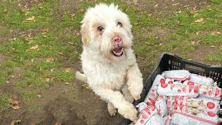 Deformed Nose Pig-Like, Abandoned By Owner, Shooed Away - This Puppy Still Longed For Affection…