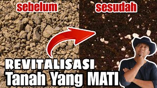 CABAI TUA, KRITING DAUN MENGECIL?? REMAJAKAN TANAH NYA !