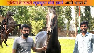 एशिया के सबसे खूबसूरत घोड़े आपकी अपनी भारत में!#trending #viralshort #youtubeshorts #pets
