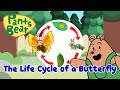 Butterfly Life Cycle Concepts