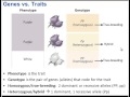 Exploring Mendelian Patterns in One-Trait Crosses
