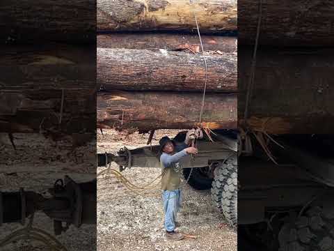 Driver logging ikat kayu logs#alatberat#kayubalak#loggingtruk#timurberkarya
