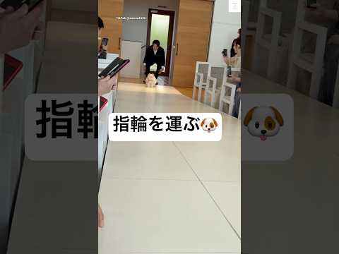 会場大盛り上がり‼️指輪を運ぶリングドッグ🐶　　　　#ポメラニアン　#犬　#かわいい #結婚式 #犬のいる暮らし