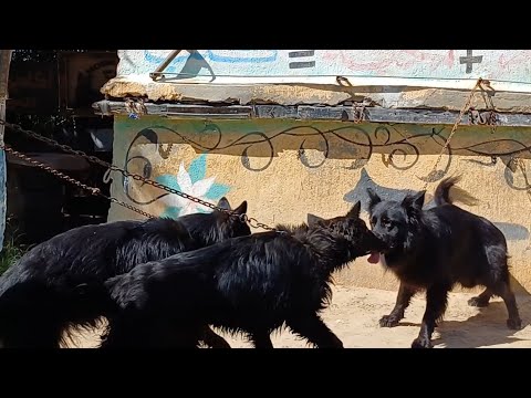 اوعي تغلط وانت بتحمي #كلابك. صدمة الحرارة في جسم #كلابنا !!