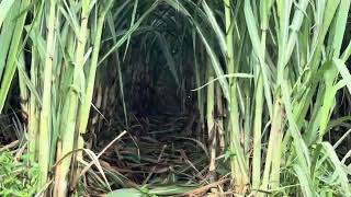 Sugarcane Farming 