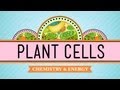 Exploring Plant Cell Structures and Functions