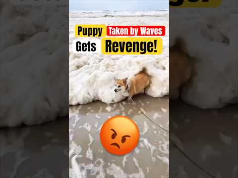 Puppy Taken by Waves (I Get Revenge) 😡 #animals #nature #shorts