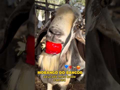 Já comeram o morango do amor ? 😭😡🍓#morango #morangodoamor #receitas #engraçado