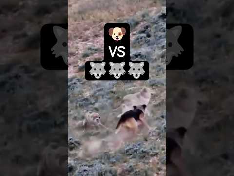 الكلب ضد الذئب من سيفوز؟