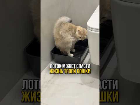 Лоток может спасти жизнь твоей кошки 🐱