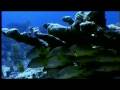 Marine Protected Areas and Fisheries Management