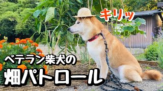 まるでベテラン農家のような雰囲気を醸し出す柴犬