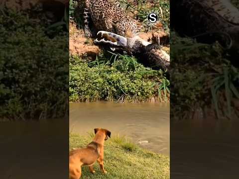 anjing menggonggong macan tutul menolong buaya pingsan #shorts