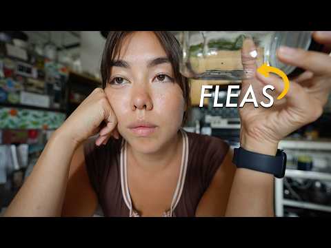 I Got Fleas in NYC