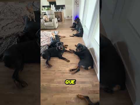 😱NADIE ENTRA a esta CASA a ROBAR y con RAZÓN