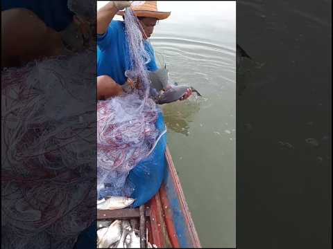 มีก้อนดำๆติดมากับปลาด้วย #fishing #ตกปลา #ตกกุ้งแม่น้ำ #หากินกับเขื่อนป่าสัก