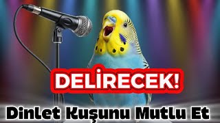 Muhabbet Kuşunuz Bu Sese Dayanamayacak! 🐦 En Etkili Ötüş ve Tepki Videosu!