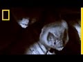 Vampire Bats and Their Feeding Habits