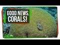 Moths and Corals: Acoustic and Biological Functions