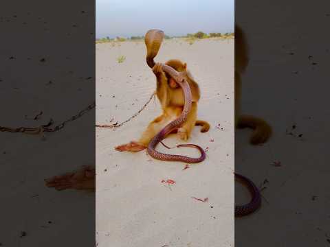 Amazing snake and monkey playing #shortsfeed #kingcobra