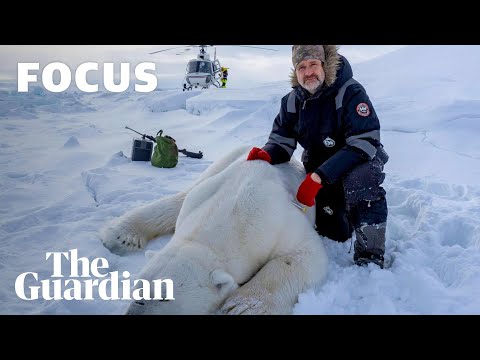 How to capture a polar bear