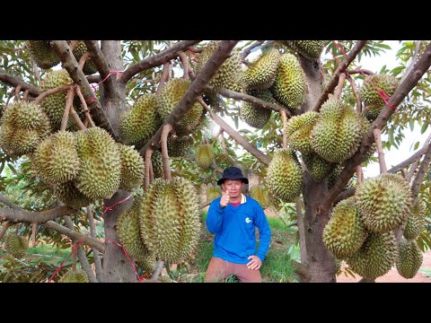 สุดยอดทุเรียนเมืองอุบลฯ!!ปลูก4ปีมีลูกเต็มต้น