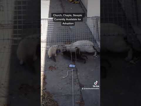 Cat Rescue #catrescue #savinganimals #animalsrescue #cat