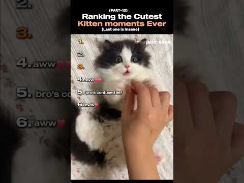 Ranking the Cutest kitten moments ever